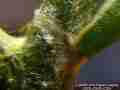 Close-ups of Sara Orange-Tip butterfly pupa, and cremaster attachment